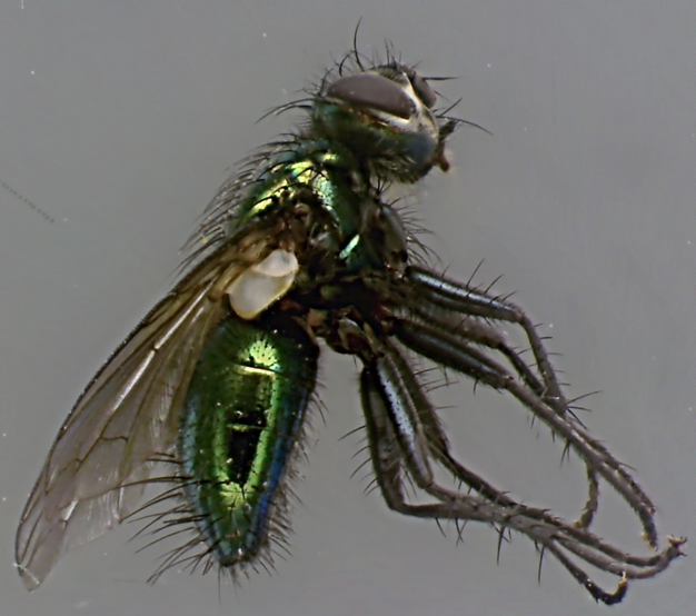 Gymnocheta viridis.jpg